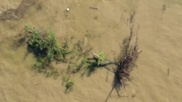 Un arbre déraciné par le temps flotte sur la rivière — Video