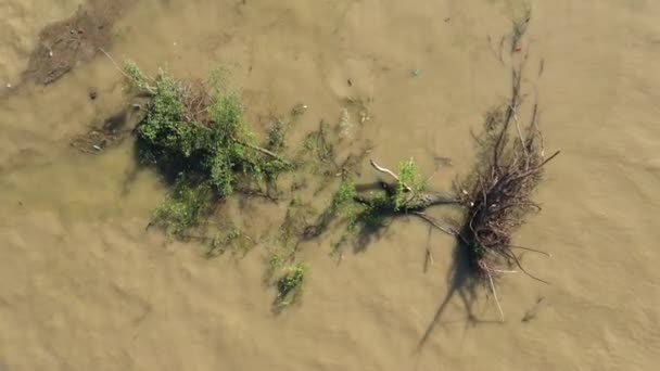 Un árbol arrancado del clima flota en el río — Vídeo de stock