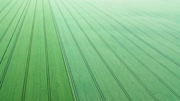 Campo di sperimentazione e selezione delle varietà di cereali. — Video Stock