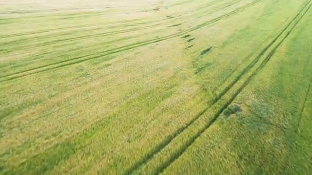 Cosecha de trigo, parcialmente dañada por tormentas eléctricas . — Vídeos de Stock