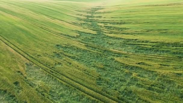 Raccolta del grano, parzialmente danneggiata da temporali. — Video Stock