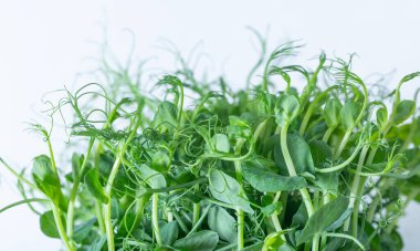 Vejetaryenlik. Sağlıklı beslenme. Beyaz arkaplanda plastik tepside mikro yeşil bezelyeler.