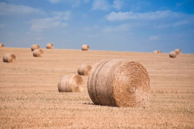 Sahada büyük sarı saman balyaları. Tahıl hasadından sonra organik buğday kalıntıları. Hayvancılıkta yem olarak kullanılmak üzere..