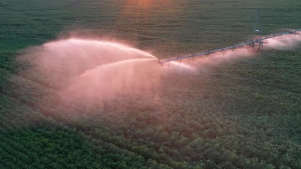 Système d'arrosage automatique sur le terrain Vue par drone — Video