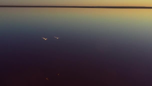 Дикі гуси летять над рожевим озером — стокове відео