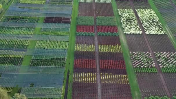 Madarak kilátás légi felvétel egy növény óvoda — Stock videók