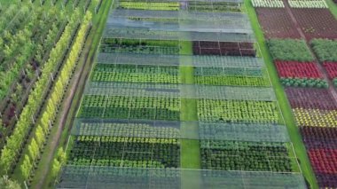 Bir bitkinin kuş bakışı görüntüsü.