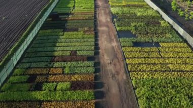 Bir bitkinin kuş bakışı görüntüsü.