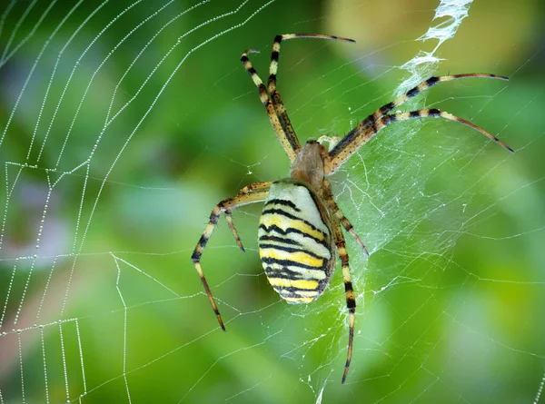 Argiope Bruennichi Sits Garden Cobweb Tiger Spider Red Yellow Stripes — Stock Photo, Image