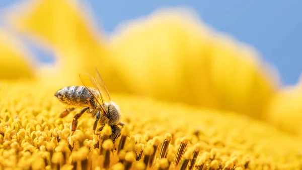 Pszczoła Słonecznikowym Kwiatku Wybiórcze Skupienie Makro Owad Zbiera Nektar Zapyla — Zdjęcie stockowe