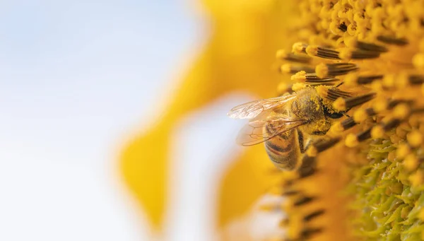 Biene Auf Einer Sonnenblumenblume Selektiver Fokus Makroinsekt Sammelt Nektar Und — Stockfoto