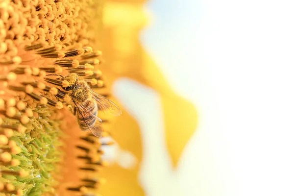 Biene Auf Einer Sonnenblumenblume Selektiver Fokus Makroinsekt Sammelt Nektar Und — Stockfoto