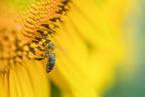 Biene Auf Einer Sonnenblumenblume Selektiver Fokus Makroinsekt Sammelt Nektar Und — Stockfoto