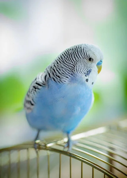 蓝色心满意足的波浪形鹦鹉 坐在笼子上 选择性聚焦 — 图库照片