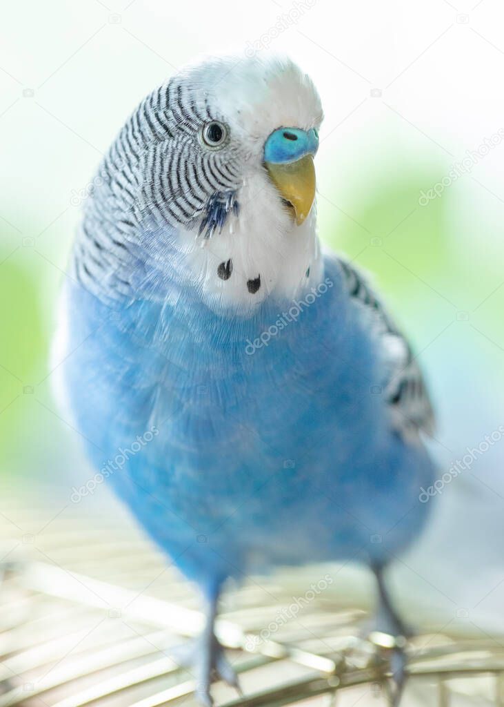 Blue contented wavy parrot sitting on a cage, close-up, selective focus.