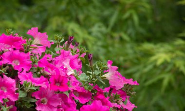 Arka planda bir pergola üzerinde bir tencerede pembe petunya.