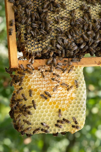 벌들이 꿀벌들을 양봉원에서 선택적으로 집중시키는 있습니다 — 스톡 사진