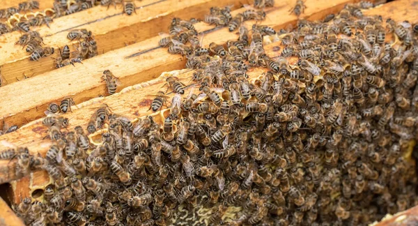 Mnoho Včel Pracuje Plástech Zabalte Všechny Buňky Medu Pozadí Nebo — Stock fotografie