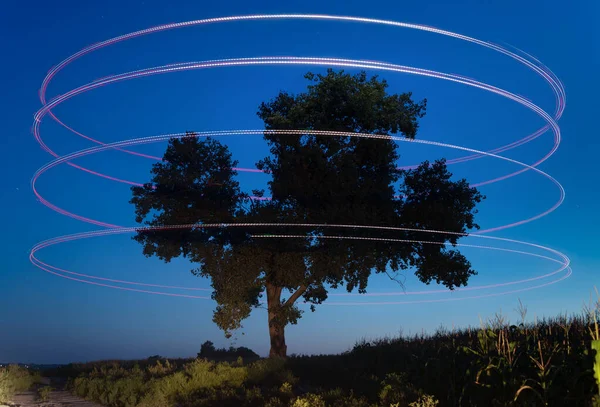 Silhueta Uma Grande Árvore Única Contexto Céu Estrelado Noite Com — Fotografia de Stock