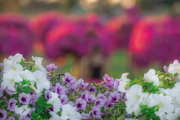 Wielokolorowe Petunie Kwiaty Ogrodowe Kontekst Lub Wzór Skupienie Selektywne — Zdjęcie stockowe