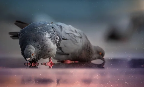 Gri Güvercin Pembe Bir Birikintisinden Içer Seçici Odak — Stok fotoğraf