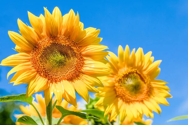 Two large young sunflower flowers, with beautiful yellow leaves on a background of blue sky. Sunflower is a cultivated plant grown by farmers to make sunflower oil.