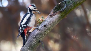Dendrocopos ana ağaçkakanı sıradan, kuru bir çam dalında bir çentik hazırladı. Deliğe bir koni koy ve tohumları ye. Ağaçkakan bir orman bekçisi. Haşereleri yok eder.