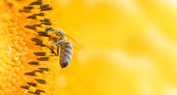 Пчела Работает Подсолнечнике Собирает Пыльцу Нектар Крупный План Макро — стоковое фото