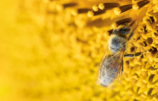 Natürliche Abstrakte Defokussierte Hintergrund Eine Honigbiene Sammelt Nektarinen Auf Einer — Stockfoto