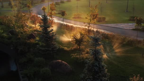 自动浇水系统在黎明时分灌溉草坪和公园里的其他植物 太阳光穿透了树枝 — 图库视频影像