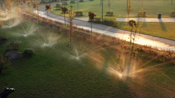 Das Automatische Bewässerungssystem Bewässert Rasengras Und Andere Pflanzen Park Morgengrauen — Stockvideo