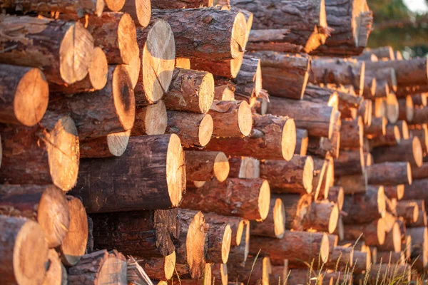 Obrovská Hromada Dřevěných Klád Ztracených Lese — Stock fotografie