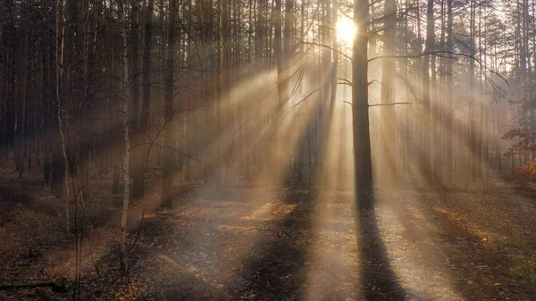 Incantato Autunno Fitta Foresta Scura Raggi Luce Sfondano Corone Spesse — Foto Stock