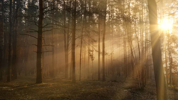 Enchanté Automne Dense Forêt Sombre Des Rayons Lumière Traversent Les — Photo