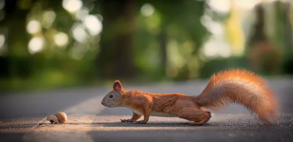 Ekorren Hittade Nöt Parken Stigen Försökte Sträcka Sig Efter Den — Stockfoto