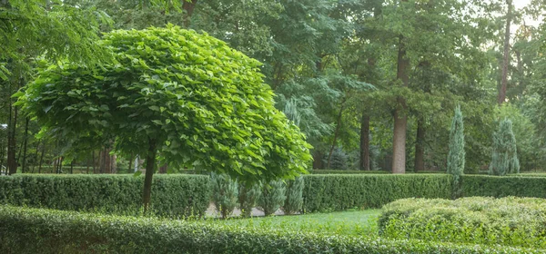 Catalpa Ένα Όμορφο Στέμμα Στο Πράσινο Γρασίδι Ένα Όμορφο Πράσινο — Φωτογραφία Αρχείου