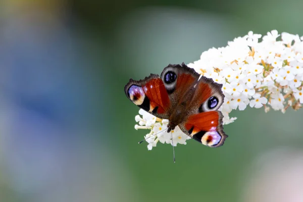 蝶Aglais Ioは多肉植物の花に座っています — ストック写真
