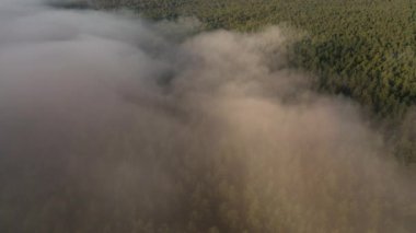 Şafak vakti sisli bir ormanın üzerinde bir İHA 'nın yavaş uçuşu. Sakin, saf ve rahatlatıcı bir atmosfer..