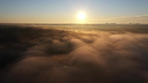 Langsamer Flug Einer Drohne Über Einem Nebligen Wald Morgengrauen Eine — Stockvideo