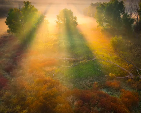 Los Rayos Del Sol Atraviesan Las Ramas Los Árboles Iluminan — Foto de Stock