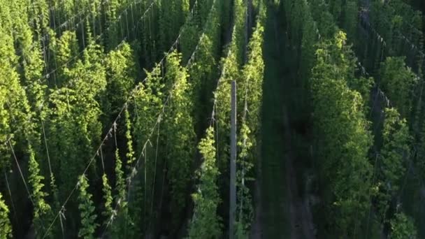 Campo verde de lúpulo en punto sobre cuerdas. — Vídeos de Stock