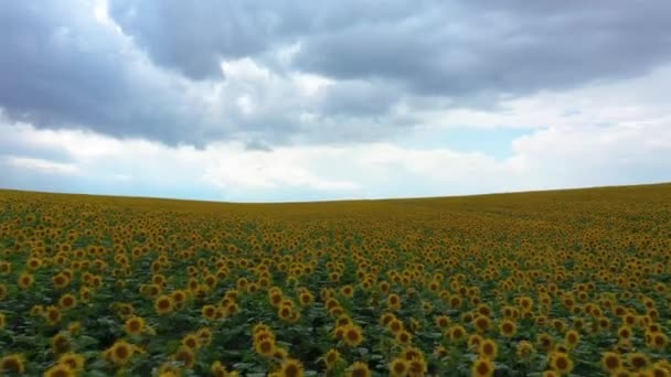 Velké žluté pole slunečnic a těžké bouřkové mraky. — Stock video