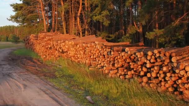 Felled tree logs lie in the woods. — Stock Video