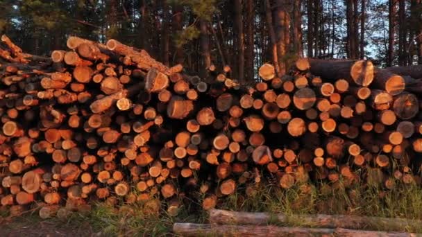 Felled tree logs lie in the woods. — Stock Video