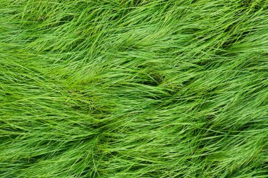 Çayırdaki yabani otlar, üst görünüm dokusu, arkaplan veya desen