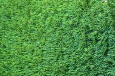 Çayırdaki yabani otlar, üst görünüm dokusu, arkaplan veya desen