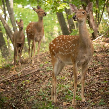 Ormandaki bir yamaçta üç uyarı geyiği. Erkek dişi ve küçük geyik.