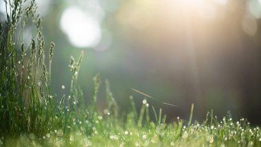 Sabah güneşinin arka planındaki çiğ tanesinde yeşil çimenler