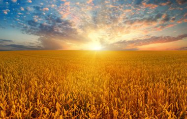 Buğday tarlasında gün batımı, güzel yaz manzarası