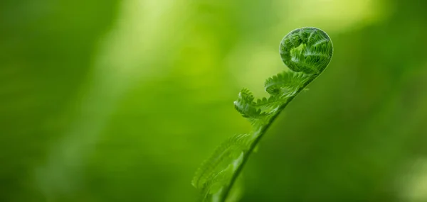 绿色背景的小蕨叶 有选择的焦点 — 图库照片